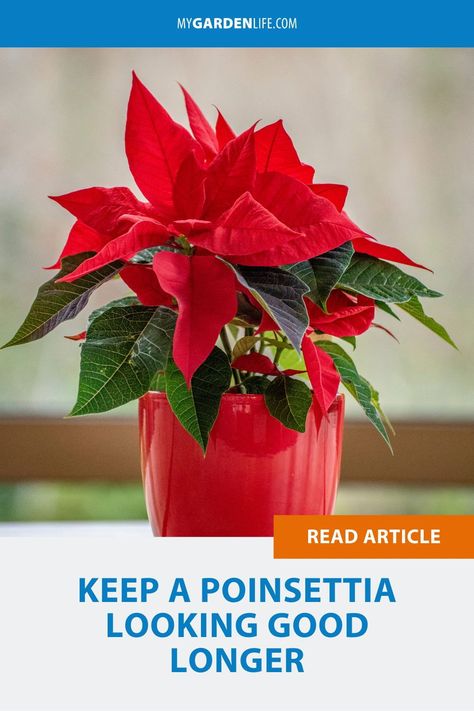 Want to keep your poinsettia looking beautiful for as long as possible? Here are our best care tips to help you keep it healthy and fresh through the season. Click through this pin and save it for later to learn how to keep your poinsettia looking good longer. Poinsettia Care, Poinsettia Plant, Christmas Plants, Edging Ideas, Perfect Garden, Plant Gifts, Gardening For Beginners, Diy Backyard, Outdoor Projects