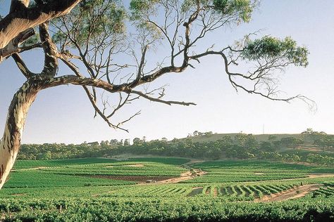 One of the premium wine grape growing regions in Australia and possibly the world, is Clare Valley in South Australia. Split into three parallel valleys, each varying in altitude, soil structure and climate means a whole lot of diversity in the wines produced from this […]Visit Man of Many for the full post. Clare Valley South Australia, Cellar Doors, Grape Growing, Clare Valley, Wine Making Process, Wine Boutique, Wine Grape, Wine Tasting Experience, Premium Wine