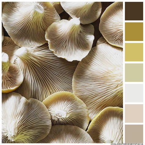 Oyster Mushroom, Oyster Mushrooms, Color Stories, Stuffed Mushrooms, My Favorite, Abstract Artwork, Quick Saves, Color