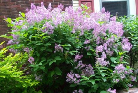 Miss Kim Lilac, Cypress Mulch, Lilac Plant, Lilac Bush, Lilac Bushes, Lilac Tree, Outdoor Trees, Cottage Garden Plants, Garden Shrubs