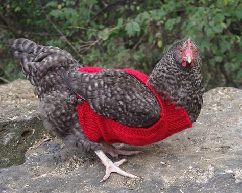 Chicken crochet potholder