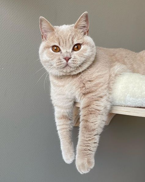 The British Shorthair girls on Instagram: “Happy Caturday! 😸 Have a relaxing day!” Fawn British Shorthair, Have A Relaxing Day, Scottish Fold Kittens, Dream's Cat, Shorthair Cat, British Shorthair Cats, British Shorthair, Fluffy Animals, Domestic Cat