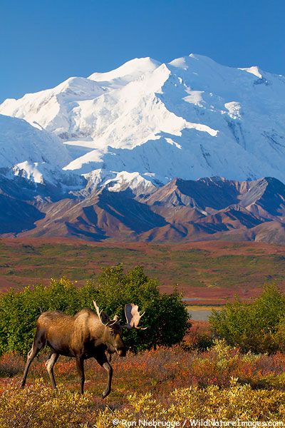 Denali Bull Moose Bull Moose, Mule Deer, Denali National Park, Ulsan, Yellowstone National Park, An Animal, Pretty Places, Adventure Time, Vacation Spots