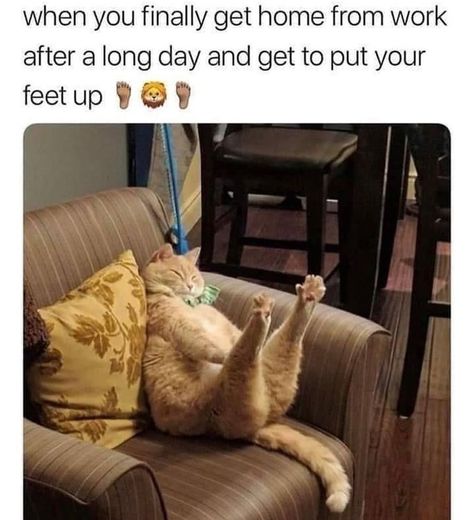 Crazy Cat Lady Humor, Cats Humor, Cat Memes Funny, Cat Lady Humor, Cheezburger Cat, Cat Post, Funny Cat Memes, Humor Memes, Funny Cute Cats