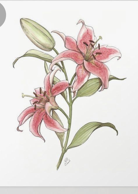 Watercolor Lilies, Lilies Drawing, Stargazer Lily, Watercolor Flowers Paintings, Flower Art Painting, Pink Watercolor, Watercolor Cards, Botanical Illustration, Flower Drawing