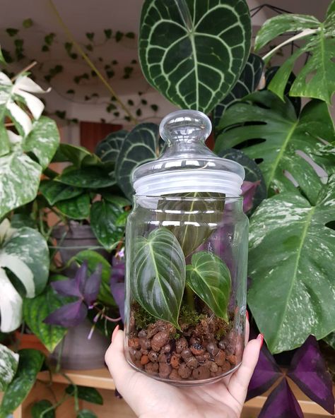 Carla Hora on Instagram: “One of my Philodendron melanochrysum babies 💚 All three are living in different places and this one has the largest leaves. She got her new…” Philodendron Terrarium, Philodendron Melanochrysum, Urban Jungle, Terrarium, House Plants, Plants, On Instagram, Instagram