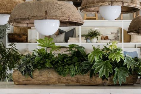 DIY a Houseplant Centerpiece No One Will Be Able to Stop Looking At - Sunset Magazine Plant Centerpieces, White Pergola, Plant Installation, Pure Salt, Small Kitchen Island, Sunset Magazine, Gorgeous Centerpieces, Macrame Plant Holder, Unique Planter