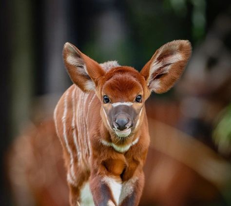 A Critically-Endangered Eastern Bongo Calf Has Been Born At Chester Zoo Bongo Antelope, African Forest, African Antelope, Chester Zoo, Cute Cats And Dogs, Animal Wallpaper, Animals Friends, Chester, Animal Kingdom