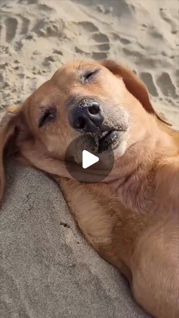 Crocodile Videos, Good Boy Ollie, Really Funny Dog Videos, World Cutest Dog, Golden Retriever Funny, Boat Pics, Boat Pictures, Happy New Week, Precious Animals