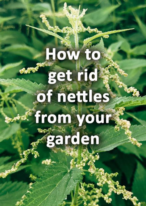 How to get rid of nettles from your garden easily - Buckinghamshire Landscape Gardeners How To Catch And Kill Nats, How To Get Rid Of Bindweed, How To Get Rid Of Afids In The Garden, All Natural Garden Pesticide, Sheet Mulching, Purple Dead Nettle, Compost Bins, Gardening Guide, Landscaping Tools