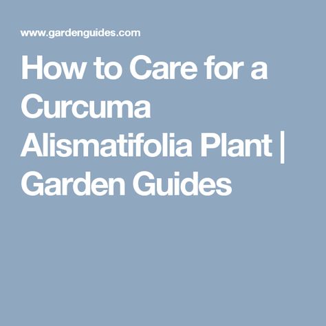 How to Care for a Curcuma Alismatifolia Plant | Garden Guides Perennial Flower, Garden Fun, Urban Homesteading, Plant Garden, Edible Landscaping, Garden Guide, Tropical Flower, Flowers Perennials, Tropical Plants