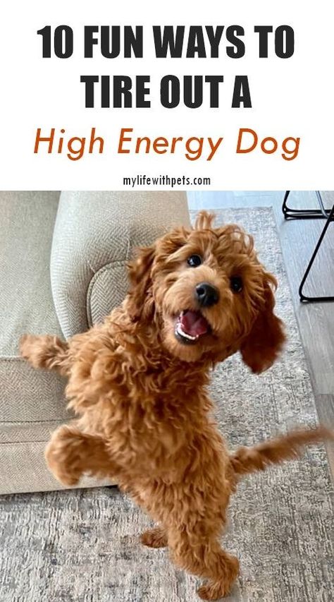 Dog Life Hacks, Ways To Exercise, Outside Dogs, Dog Enrichment, Helpful Things, Dog Games, Dog Exercise, Dog Brain, Train Your Dog