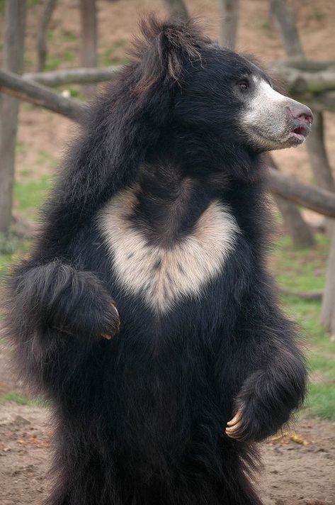 Bears Photo Ours, Spectacled Bear, Bear Species, American Black Bear, Sloth Bear, 3 Bears, Ursa Major, Bear Photos, Bear Pictures