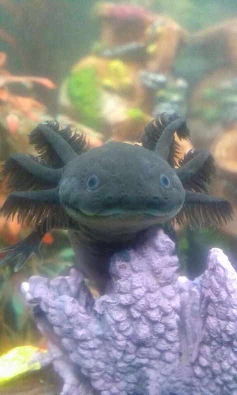 Axolotl Tank, Axolotl Cute, Tattoo Nature, Reptile Room, Fish Drawings, Fascinating Facts, Beautiful Pics, Animal Sketches, Reptiles And Amphibians