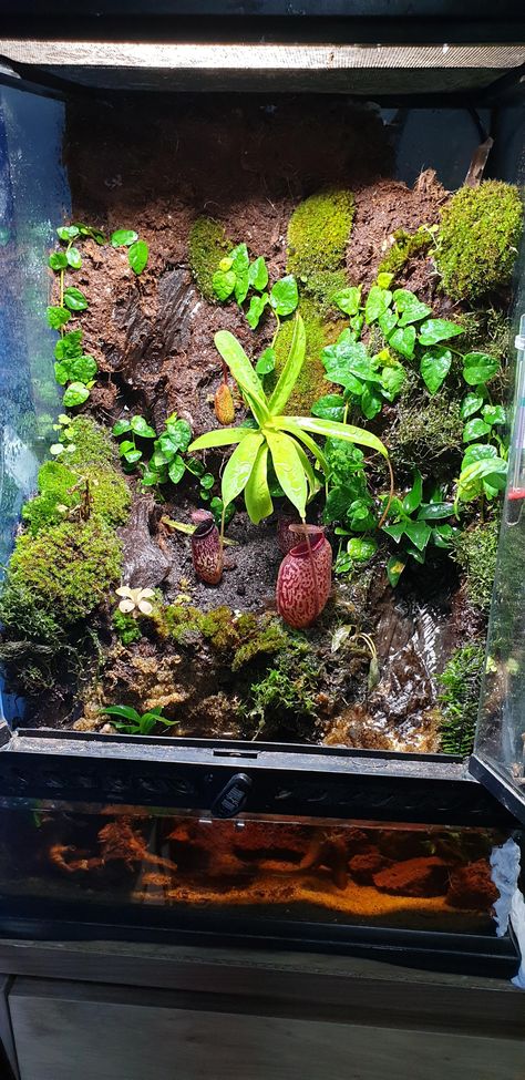 Carnivorous Plants Terrarium, Bog Garden, Gardens Of Babylon, Outside Plants, Greenhouse Shed, Plant Projects, Moss Garden, Terrarium Plants, Mini Plants