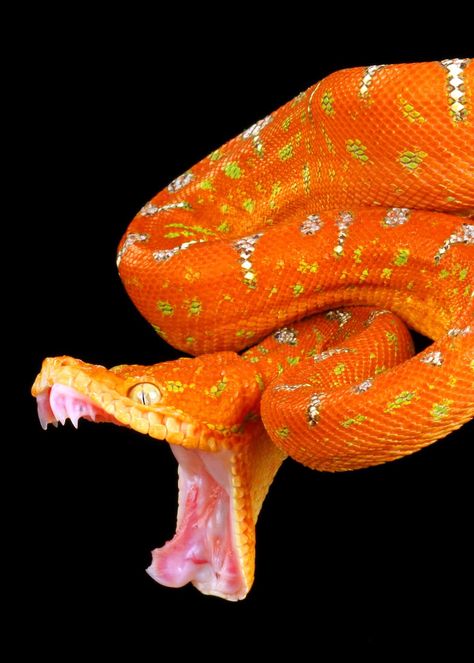 46 Emerald Tree Boa Facts: Both Species Guide (Jewel of the Amazon) Amazon Tree Boa, Emerald Tree Boa, Species Guide, Snake Images, Snake Photos, Cool Snakes, Colorful Snakes, Pretty Snakes, Snake Wallpaper