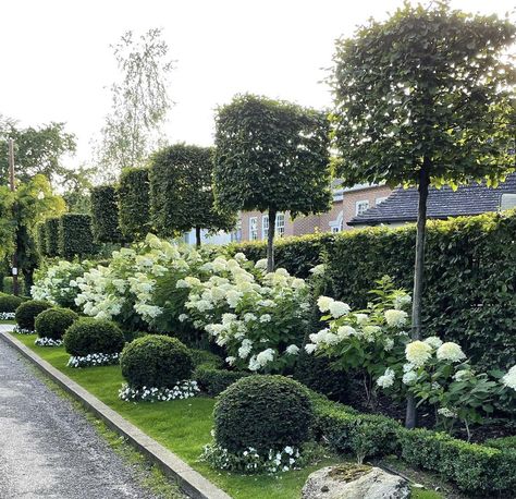 White Hydrangea Garden, Hedges Landscaping, Country Garden Design, Hydrangea Landscaping, Dream Backyard Garden, Boxwood Garden, Garden Desig, Back Garden Design, Front Landscaping