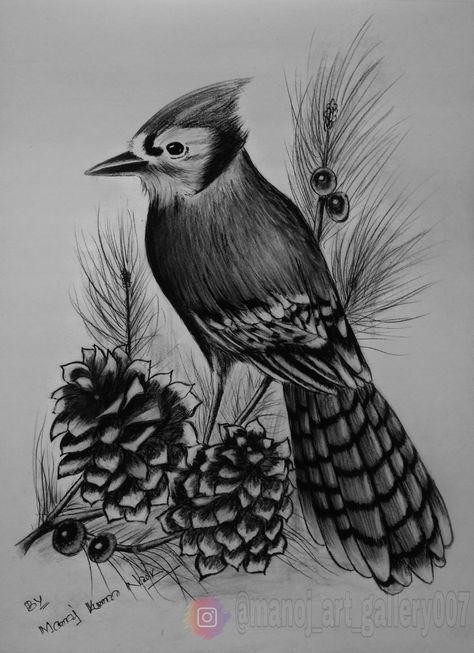 Sketch Bird, Bird Pencil Drawing, Pencil Drawings Of Flowers, Bird Sketch, Bird Drawing, Paw Pattern, Pencil Shading, Cardinal Bird, Rare Birds