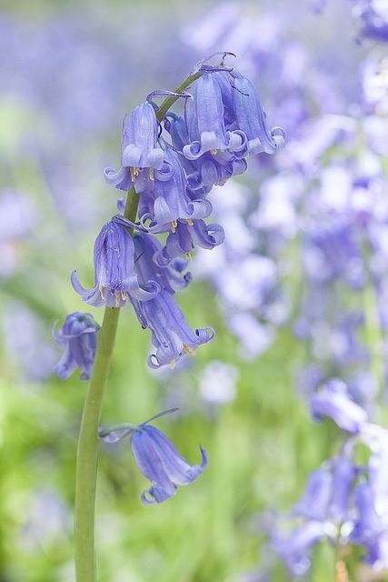 Bluebell Flowers, Bluebell Flower Aesthetic, Blue Bell Flowers Aesthetic, Bluebells Flower, Blue Bell, Bluebell Wedding Theme, Bluebell Bouquet, Bluebells Aesthetic, Bluebell Flower