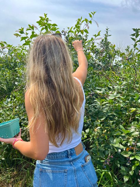 Blueberry picking Blueberry Picking Aesthetic, Blueberry Picking Pictures, Picking Berries, Blackberry Picking, Blueberry Picking, Blueberry Farm, New England, England