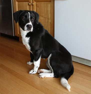 border collie lab cross dog size Border Collie Lab Mix, Lab Mix Puppies, Dogs Treats, Funny Dog Jokes, Labrador Mix, Golden Labrador, Dog Jokes, Really Cute Puppies, Collie Mix