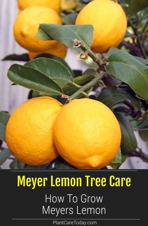 Lemon Tree Potted Care, Lemon Tree Care, Meyer Lemon Tree Care, Lemon Tree Potted, Indoor Lemon Tree, Growing Lemon Trees, Fruit Trees In Containers, Lemon Plant, Meyer Lemon Tree