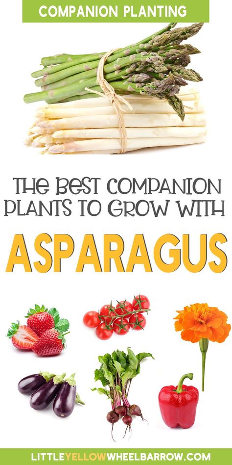 Strawberry Gardening, Strawberry Companion Plants, Garden Strawberry, Best Companion Plants, Strawberry Planter, Growing Asparagus, Asparagus Plant, Strawberry Plant, Growing Lettuce