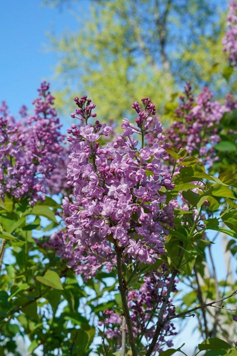 Scentara® Double Blue lilac Lilac Syringa, Lilac Varieties, Proven Winners Plants, Lilac Plant, Syringa Vulgaris, Lilac Bushes, Spring Sunshine, Planting Pot, Blue Plants