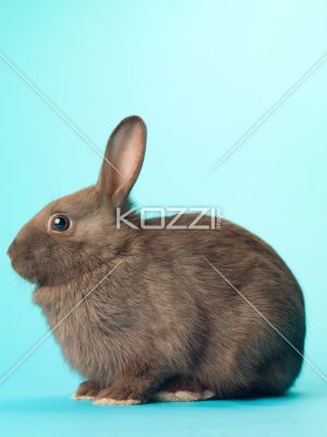 side view of a black bunny sitting Bunny Sitting, Black Bunny, Black Rabbit, Turquoise Background, Cutest Animals, Art Theme, Drawing Practice, Stock Photography Free, Photo Reference