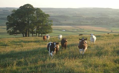 How Your Meal Impacts the Earth: Interview with HowGood’s Ethan Soloviev Beef Farming, Counties Of England, Yorkshire Dales National Park, Animal Agriculture, Cow Pictures, Environmental Pollution, Yorkshire Dales, Hospitality Industry, Old Age