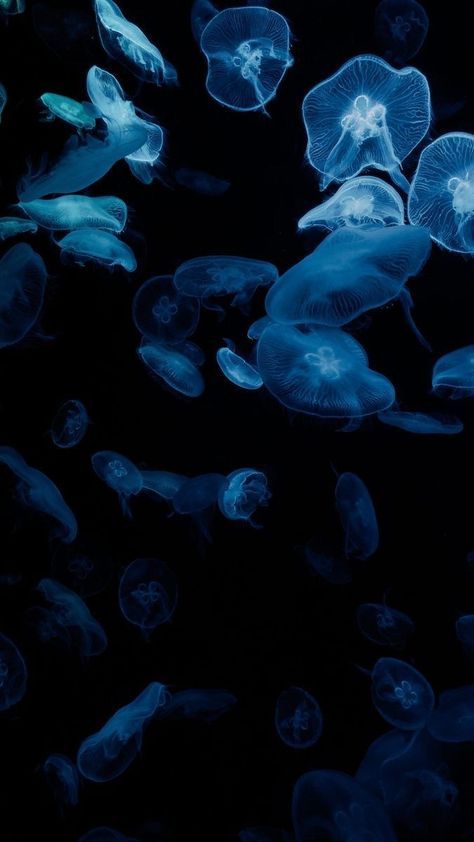 Iphone Wallpaper Jellyfish, Jellyfish Aesthetic Wallpaper, Jellyfish Aesthetic, Aesthetic Jellyfish, Black Bg, Fish Background, Blue Jellyfish, Jellyfish Art, Pretty Wallpapers Tumblr