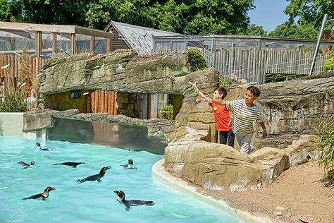 Come beak to beak with the huddle of Humboldt penguins housed at Drusillas Park Zoo and discover hundreds of other exotic animals with admission for two. Penguin Exhibit, Zoo Inspiration, Humboldt Penguin, Zoo Ideas, Zoo Architecture, Zoo Park, In The Zoo, Exotic Animals, Wildlife Park