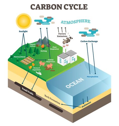 Atmosphere carbon exchange cycle in nature, planet earth ecology science vector #Sponsored , #sponsored, #ADVERTISEMENT, #exchange, #Atmosphere, #nature, #cycle Planet Atmosphere, Science Vector, Science Diagrams, Carbon Cycle, Industrial Factory, Information Poster, Photosynthesis, Ocean Animals, Animal Planet