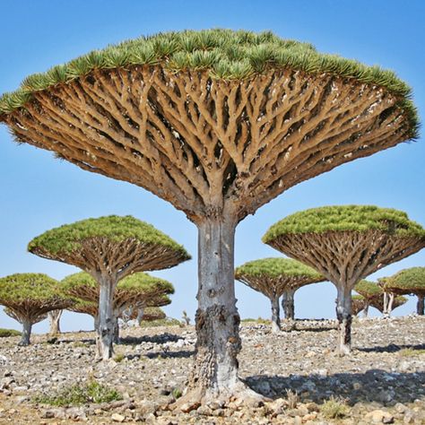 Dragon’s blood trees, Socotra, Yemen. These legendary cinnabar trees, Dracaena cinnabari Dracaena Cinnabari, Dragon Blood Tree, Socotra, Dragon Tree, Strange Places, Tree Seeds, Beautiful Places On Earth, Unique Trees, Dragons Blood