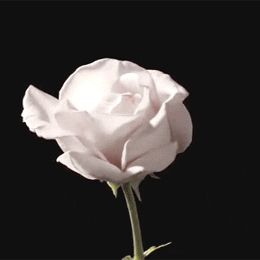 Roses Gif, Rosé Gifs, Rose Blooming, Rosé Gif, Digital Art Photography, Pastel Roses, Flower Video, Flowers Gif, Night Scenery