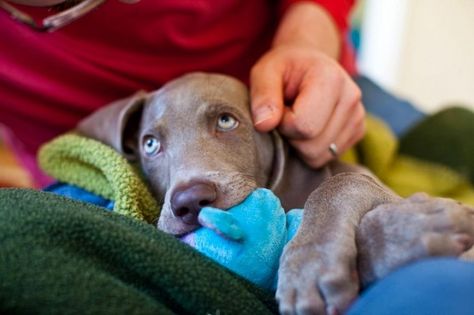 :). Thor??? Dog Cuddling, Weimaraner Puppy, Blue Weimaraner, Weimaraner Puppies, Weimaraner Dogs, Puppies And Kitties, Funny Dog Memes, Funny Dog Videos, Weimaraner