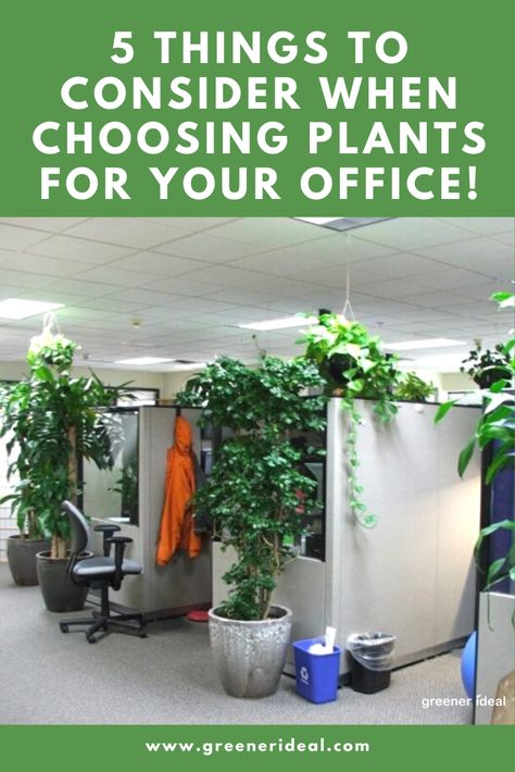 Adding some greenery to the work premises is always a good idea. There are however a lot of options and factors to consider, so the actual choice of flowers must be made carefully. Check out these 5 Things to Consider When Choosing Plants for Your Office. #Environment #Health #Plant #Office #Workplace #OfficeImprovement #GoGreen #Ecofriendly #Plants #OfficePlants #GreenOffice #GreenLivingTips #PlantTips #OfficeTips #GreenLiving Office Plants Ideas, Office Plants Ideas Interior Design, Office With No Windows, Plant Office Design, Best Office Plants, Plant Office, Plant Window, Buy Plants Online, Office Workplace