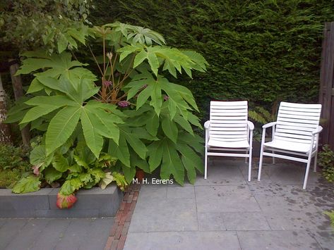 Tetrapanax papyrifer 'Rex' Tetrapanax Papyrifer, Jungle Border, Tropical Courtyard, Steep Gardens, Japanese Courtyard, Strange Plants, Jungle Gardens, Alpine Plants, Tropical Landscape