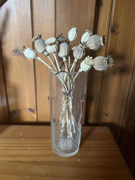 Dried homegrown poppy stems  For Floristry And Flower Arranging Projects  | eBay Dried Poppy Pods, Dried Poppy Heads Arrangement, Straw Flowers Dried, Poppy Installation, Metal Poppy Flower, Artificial Flowers And Plants, Plant Pictures, Bohemian Decor, Artificial Flowers