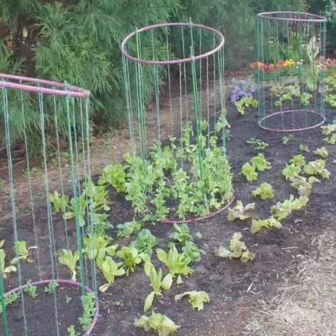 Hula Hoops In The Garden, Hula Hoop Garden Ideas, Diy Pea Trellis, Backyard Homesteading, Pea Trellis, Farming Ideas, Vertical Gardening, Hula Hoops, Plant Covers