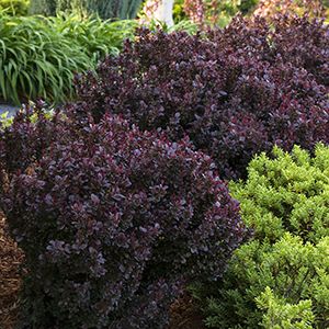 concordbarberry300x300 Concord Barberry Shrub, Concord Barberry, Barberry Shrub, Barberry Bush, Front Yard Flowers, Berberis Thunbergii, Japanese Barberry, Shrubs For Landscaping, Purple Foliage