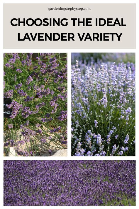 Choosing the ideal lavender variety: images of different types of lavender plants in bloom. English Lavender Garden, Lavendar Planting Landscaping, French Lavender Garden, Types Of Lavender Plants, Types Of Lavender, Lavender Types, Lavender Hedge, Lavender Varieties, Spanish Lavender