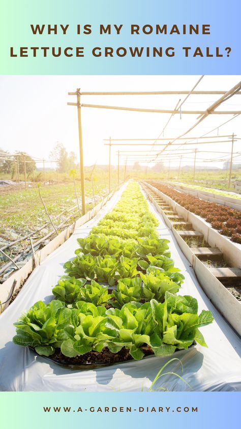 If your Romaine lettuce is growing tall instead of staying compact, you may be dealing with bolting. This natural process happens when the plant faces stress, causing it to shoot up and lose its tender texture. Learn how to prevent your Romaine lettuce from growing too tall by controlling stress factors like temperature and watering habits. With these tips, you’ll have a lush crop of crisp Romaine lettuce in no time. Romaine Lettuce Growing, Lettuce Growing, Succulent Bowls, Plant Structure, Garden Diary, Organic Mulch, Soil Health, Top Soil, How To Grow Taller