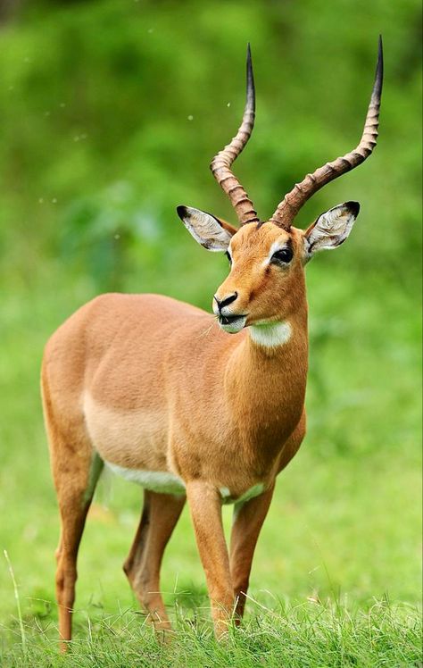 A medium-sized antelope found in eastern and southern Africa. Impala Animal, African Animals Photography, African Antelope, Africa Wildlife, Africa Animals, Wild Animals Pictures, Bird Tattoo, Dragon Rider, Majestic Animals