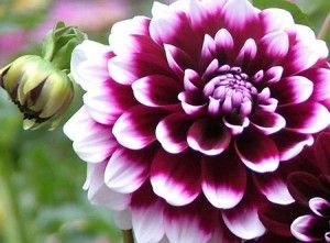 dalias Flower Names, Dahlia Flower, Nature Garden, Garden Care, Flowers Perennials, Big Flowers, Botanical Flowers, Pretty Flowers, Garden Inspiration