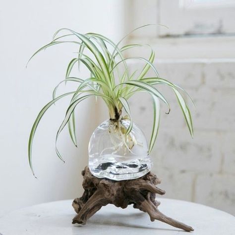 Water Plants Indoor, Plants Grown In Water, Tanaman Air, Indoor Water Garden, Aquatic Garden, Indoor Bonsai Tree, Indoor Bonsai, Balcony Plants, Deco Nature