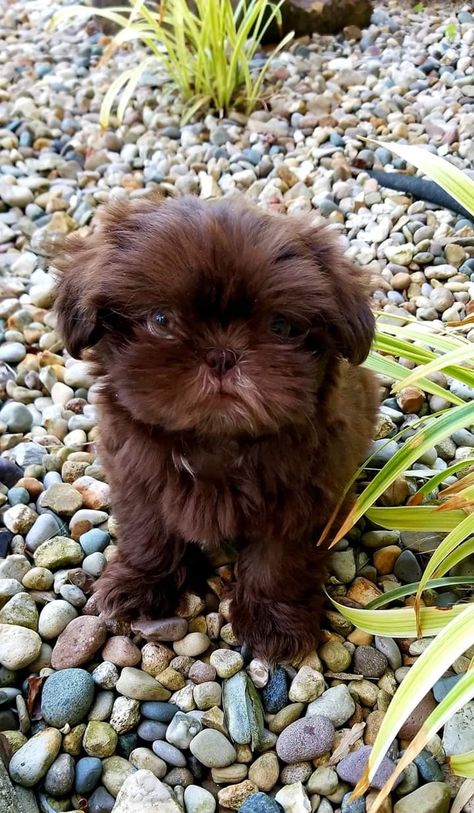 Chocolate Shih Tzu Brown, Brown And White Shih Tzu, Mini Shih Tzu, Cute Shih Tzu Puppies, Chocolate Shih Tzu, Aggressive Dog Breeds, Puppy Care Tips, Brown Shih Tzu, Shitzu Puppies