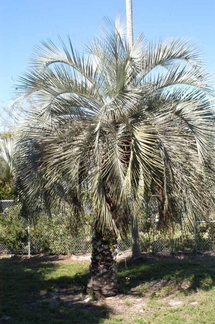 ENH264/ST105: Butia odorata: Pindo Palm Pindo Palm, Mexican Fan Palm, Fan Palm, Agricultural Science, Long Flowers, Nutrient Deficiency, Seed Germination, Salt Spray, University Of Florida