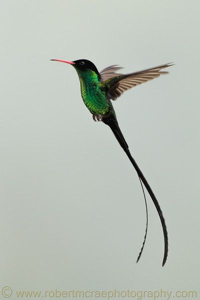 Nature Photography Bird Of Paradise Flower Tattoo, Paradise Flower Tattoo, Jamaican Tattoos, Hummingbirds Photography, Bird Of Paradise Flower, Flower Tattoo Ideas, Hummingbird Pictures, Birds Of Paradise Flower, Bird Quotes