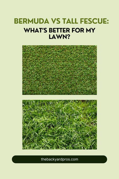 Lawn Enthusiast? 🌱 Dive into the ultimate guide to Bermuda vs. Tall Fescue! Discover which grass variety reigns supreme for your dream lawn. Unearth the secrets to lush, vibrant, and resilient greenery in our garden face-off. 🏡 #LawnCare #BermudaVsTallFescue Tall Fescue Grass, Fescue Grass, Tall Fescue, Bermuda Grass, Compost Tea, Face Off, Grasses, Lawn Care, Low Maintenance